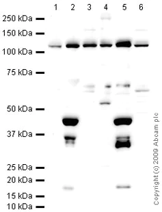 Western blot - Anti-PGC1 alpha + beta antibody (AB72230)