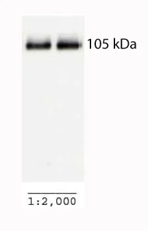 Western blot - Anti-PGC1 alpha + beta antibody - BSA and Azide free (AB54481)