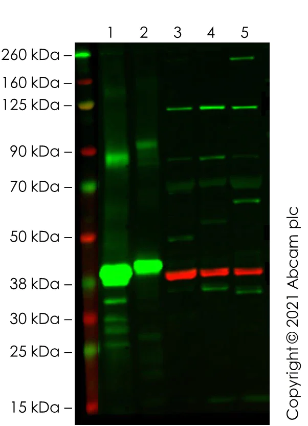 Western blot - Anti-PGC1 alpha + beta antibody - BSA and Azide free (AB54481)