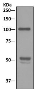 Immunoprecipitation - Anti-PGC1 beta antibody [EPR12370] (AB176328), expandable thumbnail