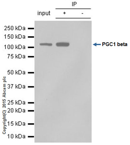 Immunoprecipitation - Anti-PGC1 beta antibody [EPR12370] (AB176328), expandable thumbnail
