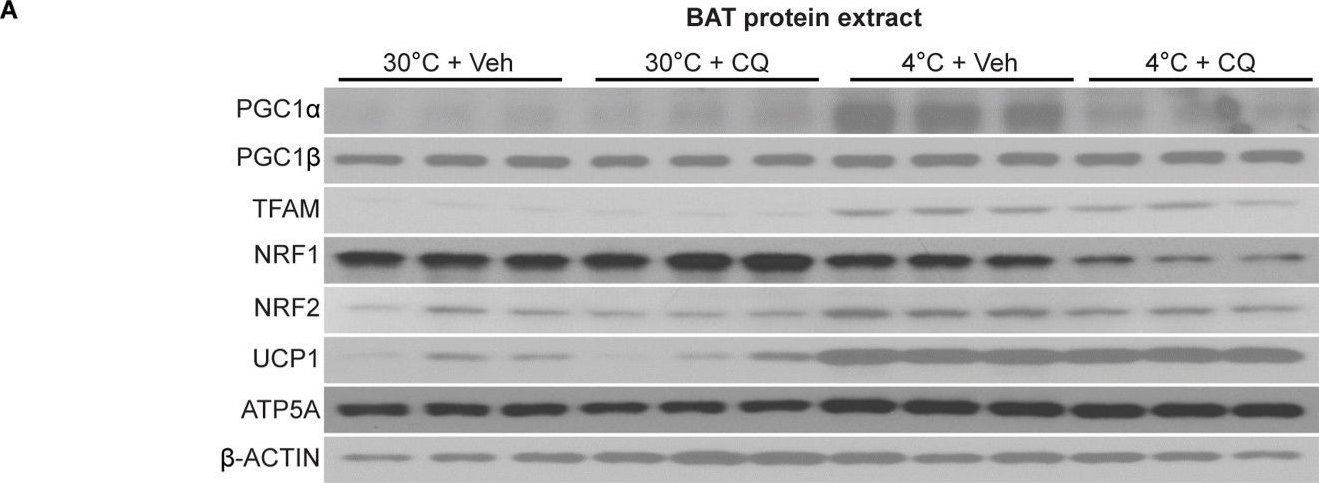 Western blot - Anti-PGC1 beta antibody [EPR12370] (ab176328), expandable thumbnail