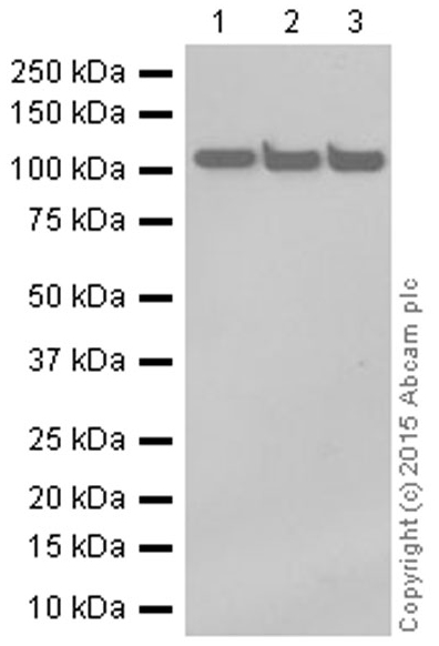 Western blot - Anti-PGC1 beta antibody [EPR12370] (AB176328), expandable thumbnail