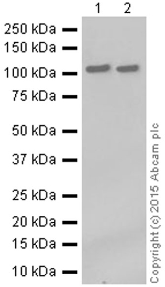 Western blot - Anti-PGC1 beta antibody [EPR12370] (AB176328), expandable thumbnail