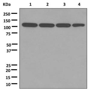 Western blot - Anti-PGC1 beta antibody [EPR12370] (AB176328), expandable thumbnail