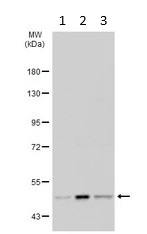 Western blot - Anti-PGCP antibody (AB96159)