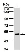 Western blot - Anti-PGCP antibody (AB96159)