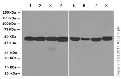 Western blot - Anti-PGD antibody [EPR6565] (AB129199)
