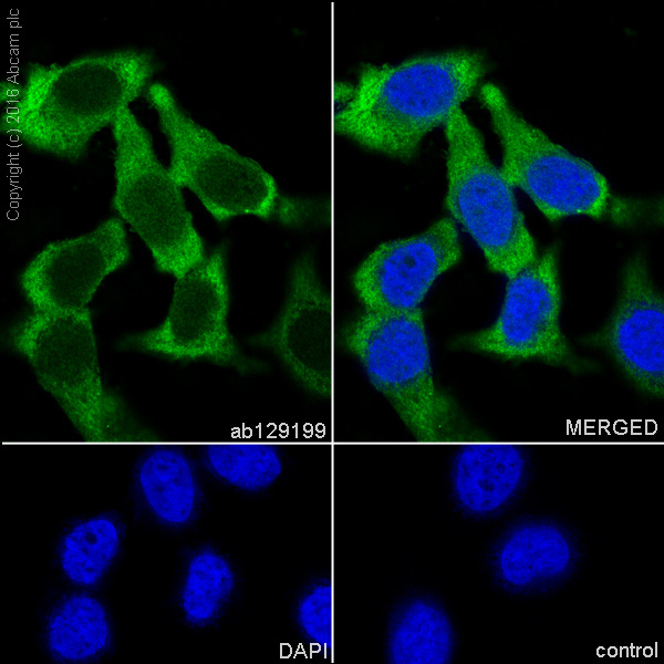Immunocytochemistry/ Immunofluorescence - Anti-PGD antibody [EPR6565] - BSA and Azide free (AB248347), expandable thumbnail