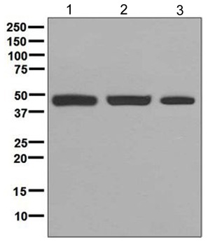 Western blot - Anti-PGD antibody [EPR6565] - BSA and Azide free (AB248347), expandable thumbnail