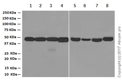 Western blot - Anti-PGD antibody [EPR6565] - BSA and Azide free (AB248347), expandable thumbnail