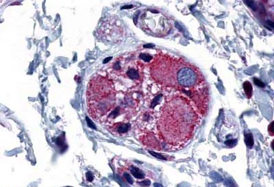 Immunohistochemistry (Formalin/PFA-fixed paraffin-embedded sections) - Anti-PGE2 receptor EP4 subtype antibody (AB188758)