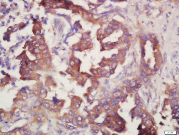 Immunohistochemistry (Formalin/PFA-fixed paraffin-embedded sections) - Anti-PGE2 receptor EP4 subtype antibody (AB217966)