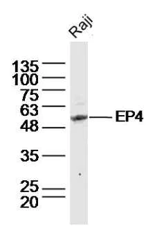 Western blot - Anti-PGE2 receptor EP4 subtype antibody (AB217966)