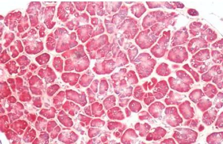 Immunohistochemistry (Formalin/PFA-fixed paraffin-embedded sections) - Anti-PGE2 receptor EP4 subtype antibody - C-terminal (AB188761)