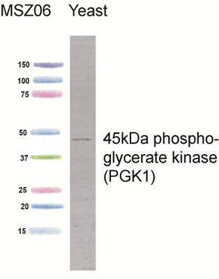Western blot - Anti-PGK1 antibody [22C5D8] (AB113687)