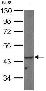 Western blot - Anti-PGK1 antibody (AB154613), expandable thumbnail