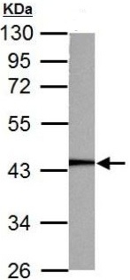 Western blot - Anti-PGK1 antibody (AB154613), expandable thumbnail