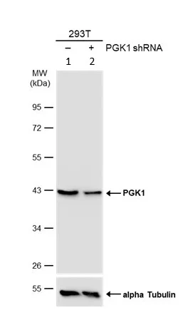 Western blot - Anti-PGK1 antibody (AB154613)