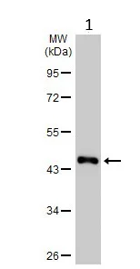 Western blot - Anti-PGK1 antibody (AB154613)