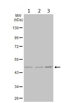 Western blot - Anti-PGK1 antibody (AB154613)