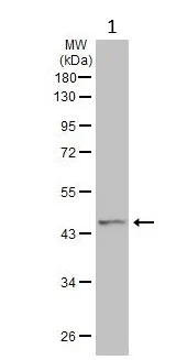 Western blot - Anti-PGK1 antibody (AB154613)