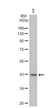 Western blot - Anti-PGK1 antibody (AB154613)