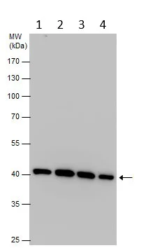 Western blot - Anti-PGK1 antibody (AB154613)