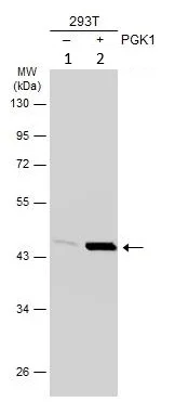 Western blot - Anti-PGK1 antibody (AB154613)