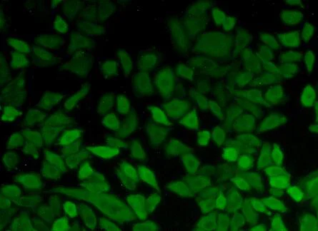Immunocytochemistry/ Immunofluorescence - Anti-PGK1 antibody (AB233135)