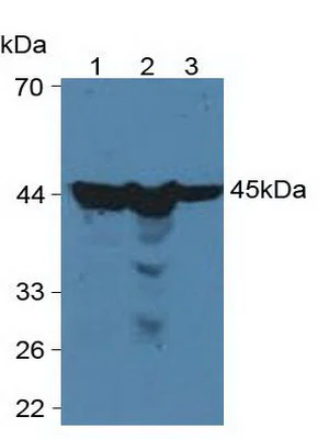 Western blot - Anti-PGK1 antibody (AB233135)