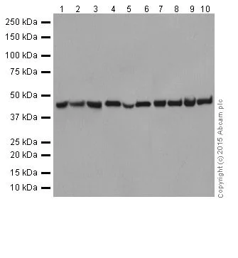 Western blot - Anti-PGK1 antibody [EPR19057] (AB199438)