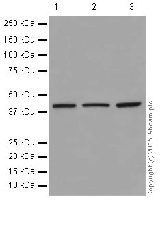 Western blot - Anti-PGK1 antibody [EPR19057] (AB199438)