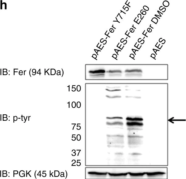 Western blot - Anti-PGK1 antibody [EPR19057] (AB199438)
