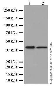 Western blot - Anti-PGK1 antibody [EPR19057] (AB199438)