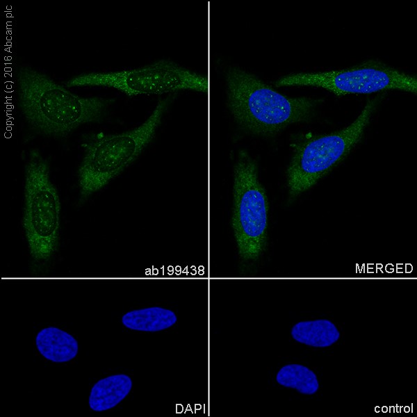 Immunocytochemistry/ Immunofluorescence - Anti-PGK1 antibody [EPR19057] - BSA and Azide free (AB240349), expandable thumbnail