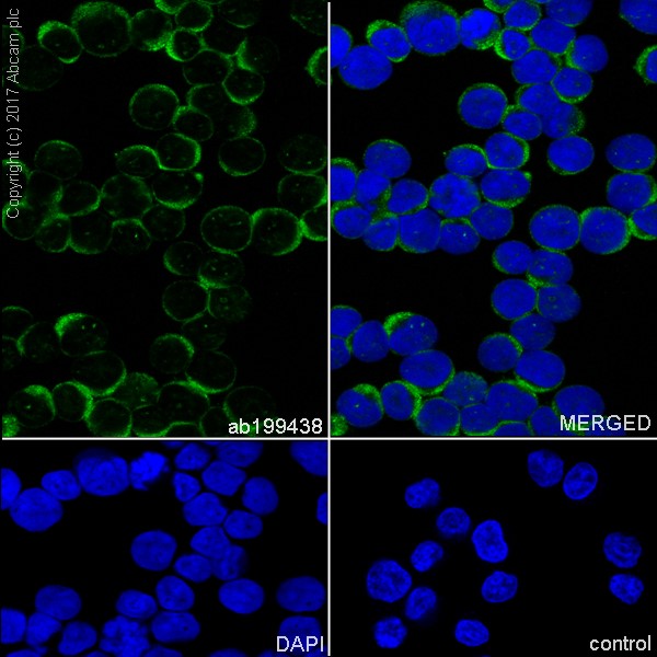 Immunocytochemistry/ Immunofluorescence - Anti-PGK1 antibody [EPR19057] - BSA and Azide free (AB240349), expandable thumbnail