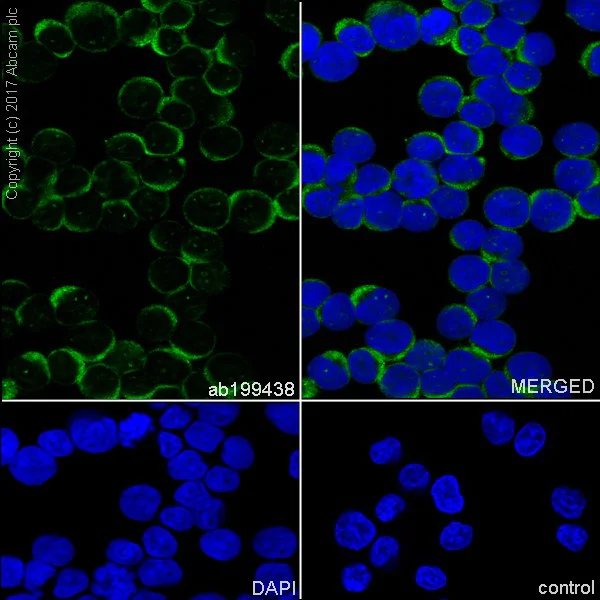 Immunocytochemistry/ Immunofluorescence - Anti-PGK1 antibody [EPR19057] - BSA and Azide free (AB240349)