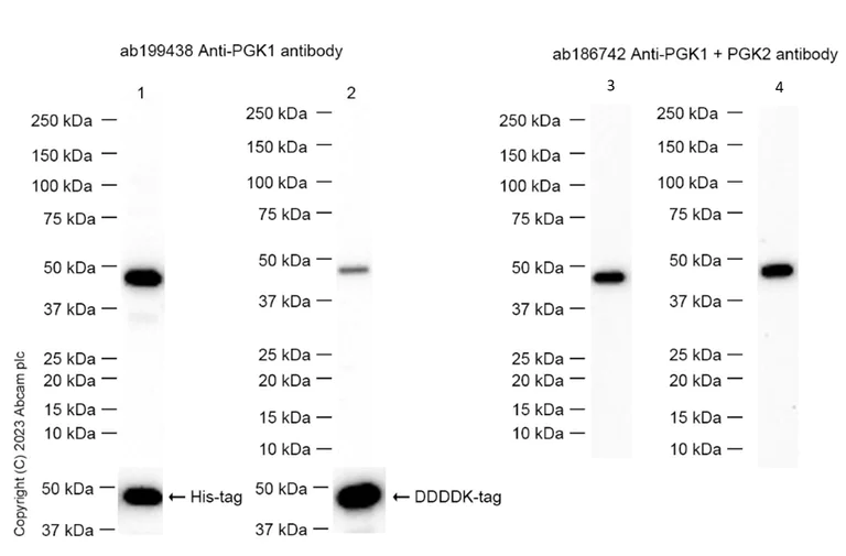 Western blot - Anti-PGK1 + PGK2 antibody [EPR14908] (AB186742)