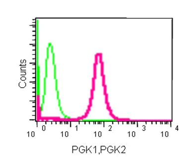 Flow Cytometry (Intracellular) - Anti-PGK1 + PGK2 antibody [EPR14908] - BSA and Azide free (AB250896)
