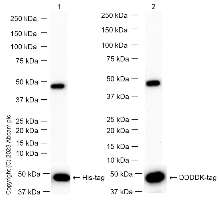 Western blot - Anti-PGK1 + PGK2 antibody [EPR14908] - BSA and Azide free (AB250896)