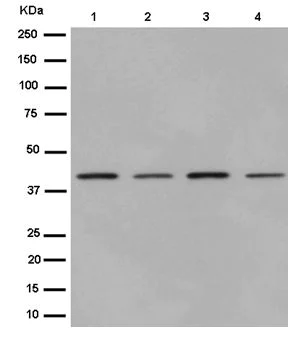 Western blot - Anti-PGK1 + PGK2 antibody [EPR14908] - BSA and Azide free (AB250896)