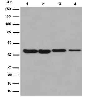 Western blot - Anti-PGK1 + PGK2 antibody [EPR14908] - BSA and Azide free (AB250896)
