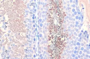 Immunohistochemistry paraffin embedded sections - Anti-PGK1 + PGK2 antibody [HL1775] (AB308196)