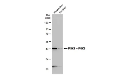 Western blot - Anti-PGK1 + PGK2 antibody [HL1775] (AB308196)