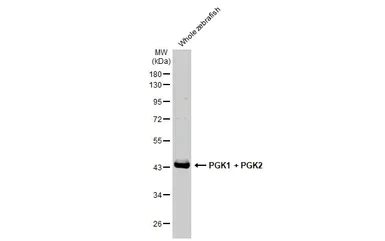 Western blot - Anti-PGK1 + PGK2 antibody [HL1775] (AB308196)