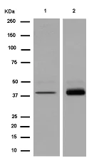 Western blot - Anti-PGK2 antibody [EPR14909(B)] (AB183031)
