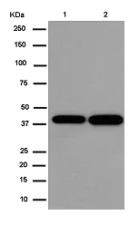 Western blot - Anti-PGK2 antibody [EPR14909(B)] - BSA and Azide free (AB236139)