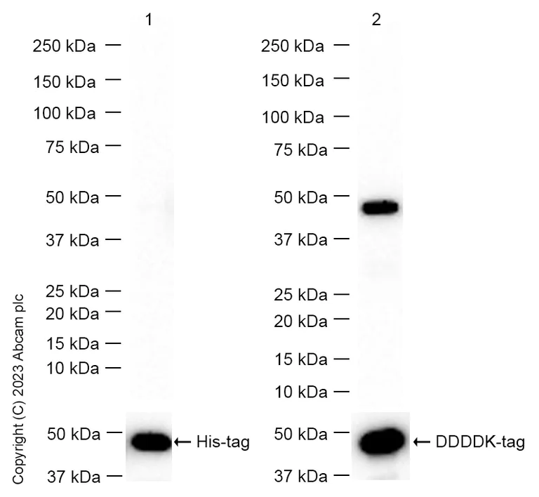 Western blot - Anti-PGK2 antibody [EPR14909(B)] - BSA and Azide free (AB236139)
