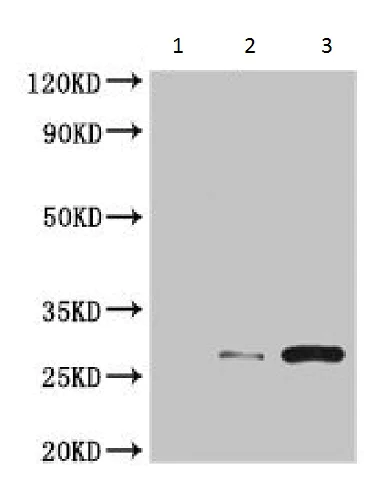 Immunoprecipitation - Anti-PGLS antibody (AB229872)